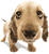 :dog: