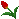:tulip: